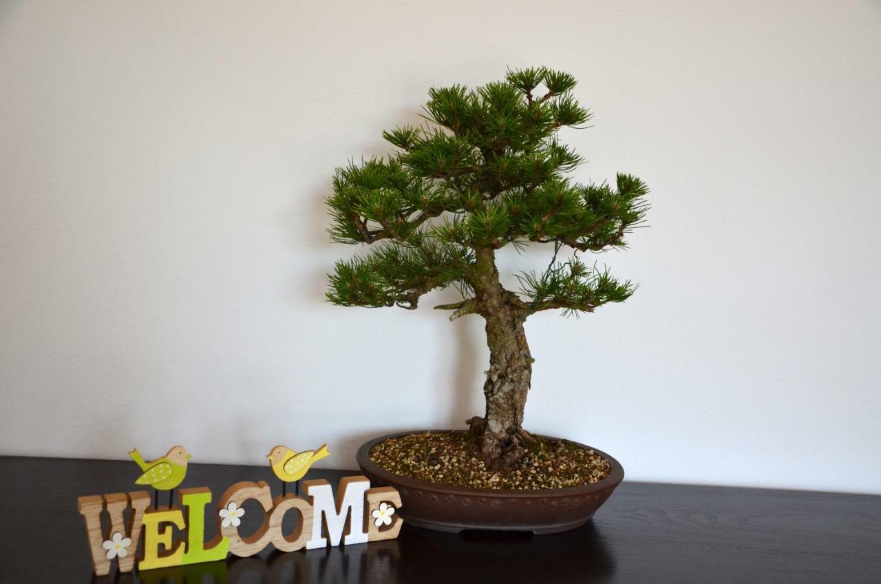 Appartamento Bonsai House Portorose Esterno foto